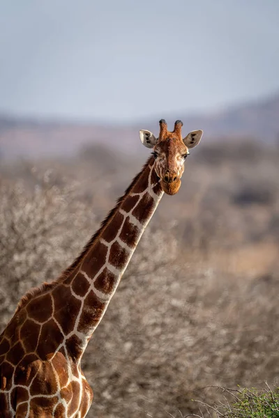 Close Reticulated Giraffe Head Shoulders — 스톡 사진