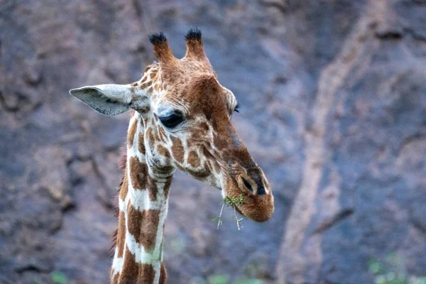 Close Reticulated Giraffe Feeding Rockface — Foto Stock
