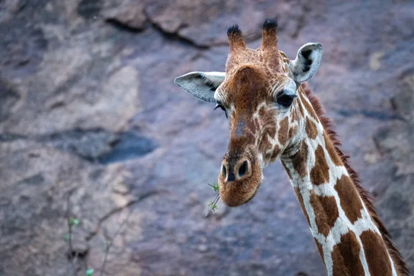 Close Reticulated Giraffe Feeding Rockface — Foto Stock