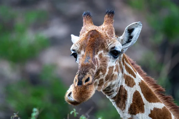 Close Reticulated Giraffe Chewing Bushes — Foto Stock