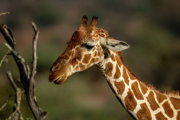 Close Reticulated Giraffe Dead Branches — Fotografie, imagine de stoc