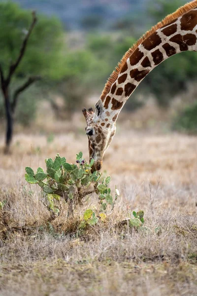 Close Reticulated Giraffe Bending Cactus — Stock Fotó