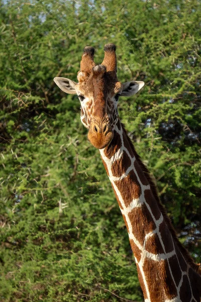 Close Reticulated Giraffe Leafy Bushes — Foto Stock