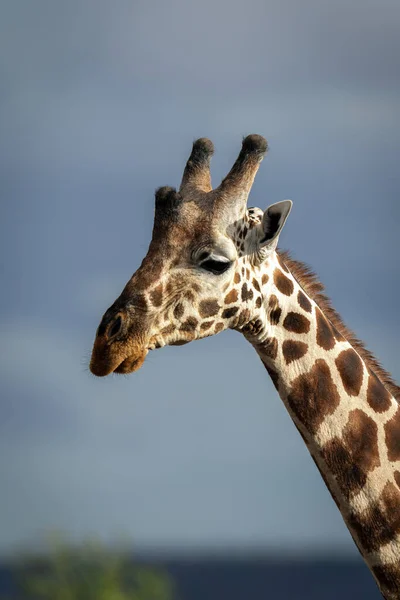 Close Reticulated Giraffe Cloudy Sky — Zdjęcie stockowe