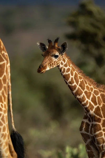 Close Baby Reticulated Giraffe Another — Stockfoto