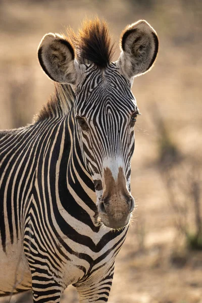 Primo Piano Grevy Zebra Che Fissa Fotocamera — Foto Stock