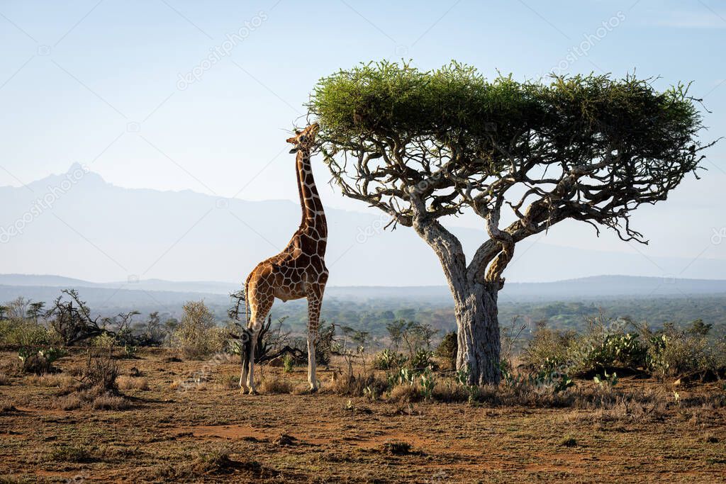 Reticulated giraffe stands stretching neck to feed