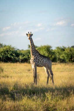 Young southern giraffe stands staring at camera
