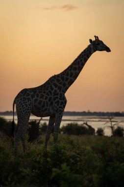 Southern giraffe stands silhouetted against golden sky