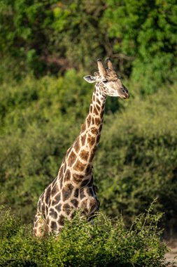 Southern giraffe stands behind bush in sunshine