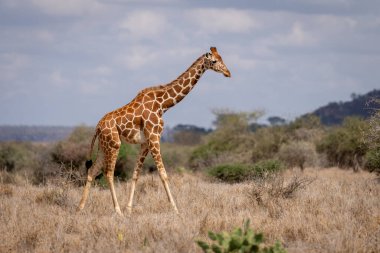 Reticulated giraffe walks among bushes in savannah
