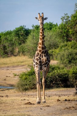 Male southern giraffe stands on bushy riverbank