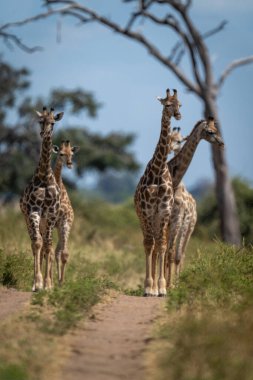 Five southern giraffes stand on sandy track