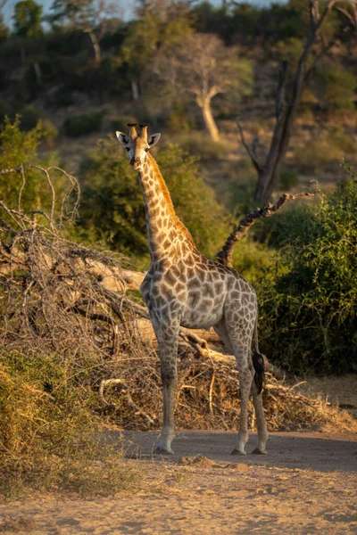 Young Southern Giraffe Stands Staring Camera — Stock fotografie