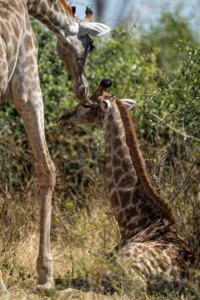 Young Southern Giraffe Lies Nuzzled Mother — Fotografie, imagine de stoc