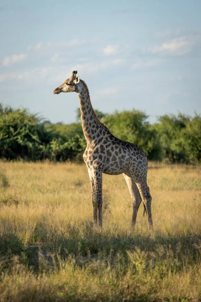 Young Southern Giraffe Stands Staring Clearing — Fotografia de Stock