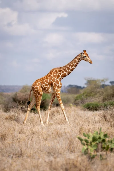 Reticulated Giraffe Walks Bushes Savannah — ストック写真