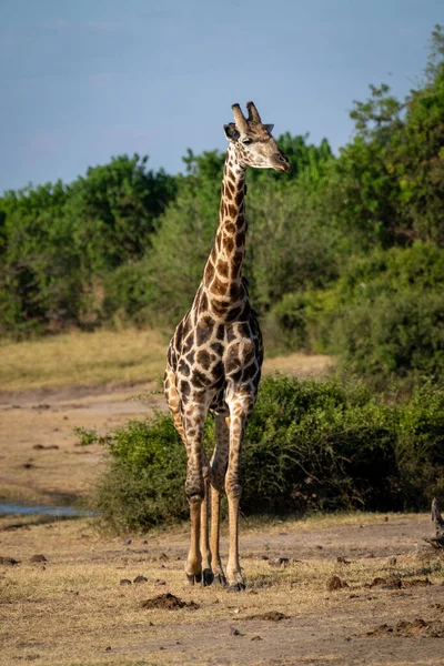 Southern Giraffe Walks Camera River — Fotografia de Stock