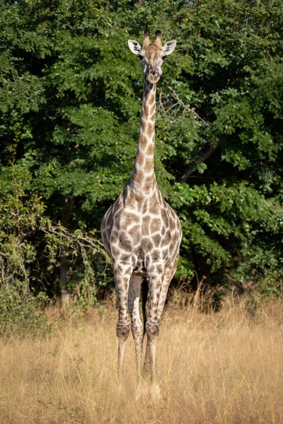 Southern Giraffe Stands Watching Camera Trees — Zdjęcie stockowe