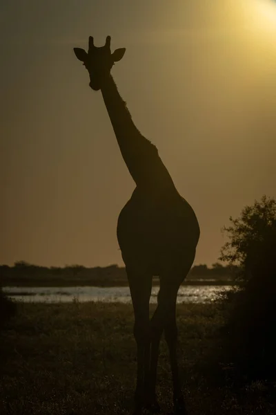 Southern Giraffe Stands Watching Camera Silhouette — Foto Stock