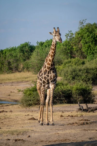 Southern Giraffe Stands Watching Camera River — Fotografia de Stock
