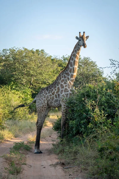 Southern Giraffe Stands Track Watching Camera — Fotografia de Stock