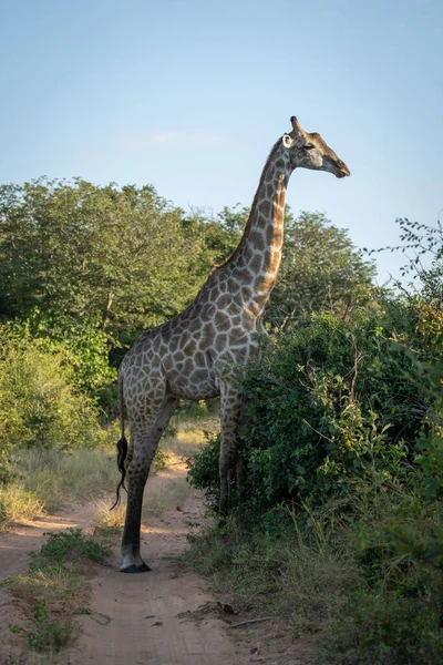 Southern Giraffe Stands Track Profile — ストック写真