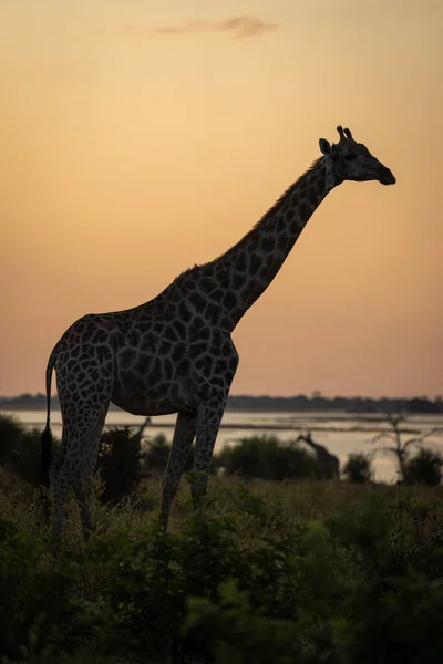 Southern Giraffe Stands Silhouetted Golden Sky — Foto Stock