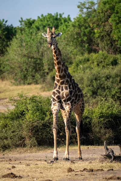 Southern Giraffe Stands Grass Ner Bushes — Photo