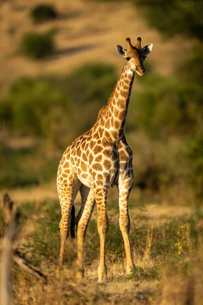 Southern Giraffe Stands Hillside Watching Camera — Fotografie, imagine de stoc