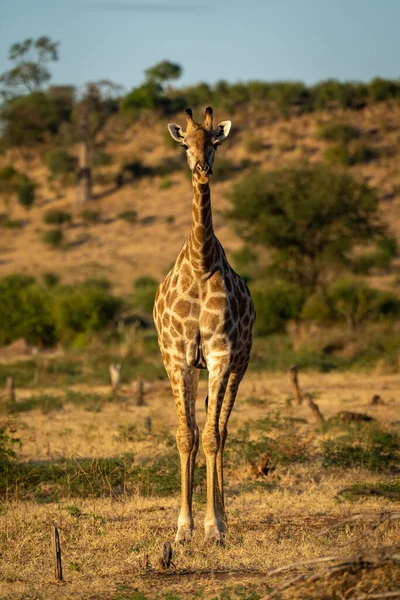 Southern Giraffe Stands Facing Camera Savannah — ストック写真