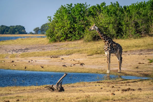 Southern Giraffe Stands River Bushes — ストック写真
