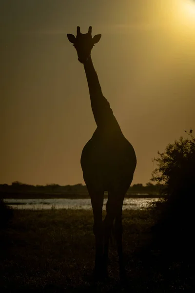 Southern Giraffe Stands Eyeing Camera Silhouette — Foto Stock