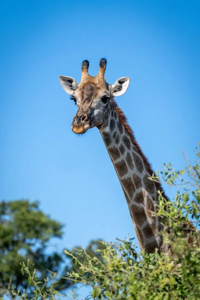 Southern Giraffe Looks Bush Sunshine — 图库照片