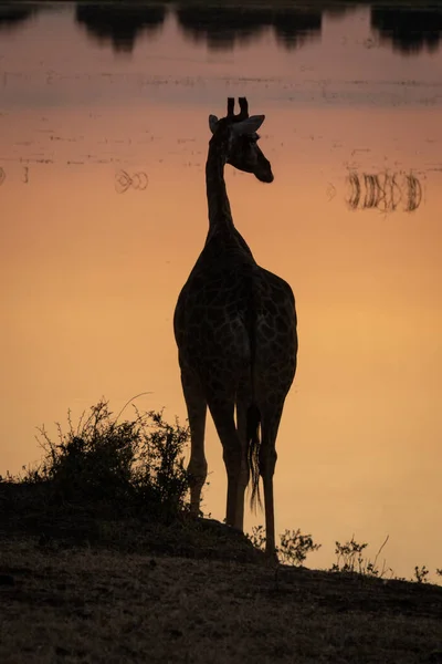 Southern Giraffe Silhouetted River Sunset — Foto Stock