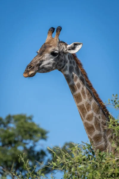 Південна Жирафа Дивиться Кущі Профіль — стокове фото