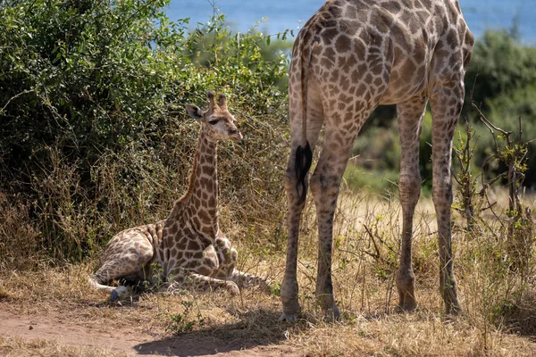 Southern Giraffe Lies Mother Bushes — Photo