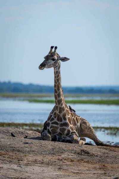 Southern Giraffe Lies Riverbank Watching Camera — Stok fotoğraf