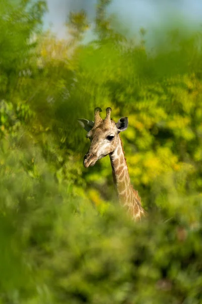 Southern Giraffe Head Neck Bushes — Stock Fotó