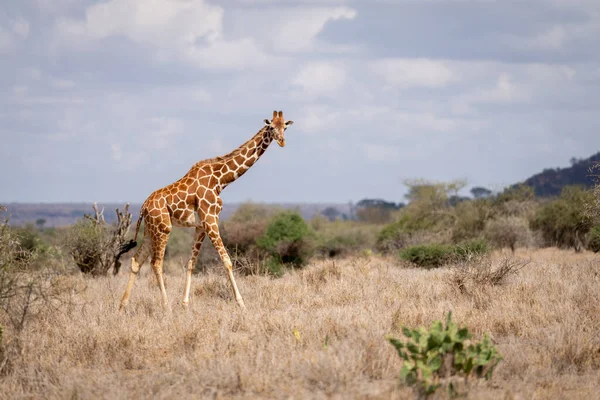 Reticulated Giraffe Walks Bushes Savannah — Fotografia de Stock