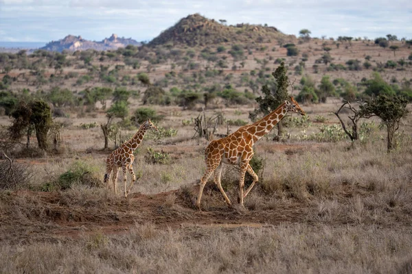 Reticulated Giraffe Walks Savannah Calf — 스톡 사진