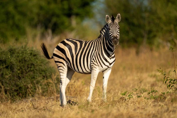Plains Zebra Stands Bush Eyeing Camera — 스톡 사진