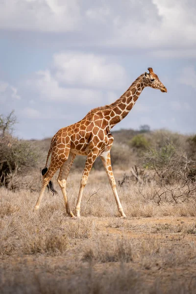 Reticulated Giraffe Walking Bushes Savannah — Fotografia de Stock