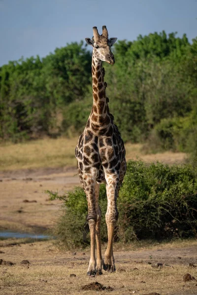 Male Southern Giraffe Walks Directly Camera — Photo
