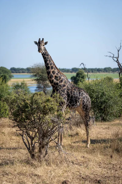Male Southern Giraffe Stands Staring Bushes — ストック写真
