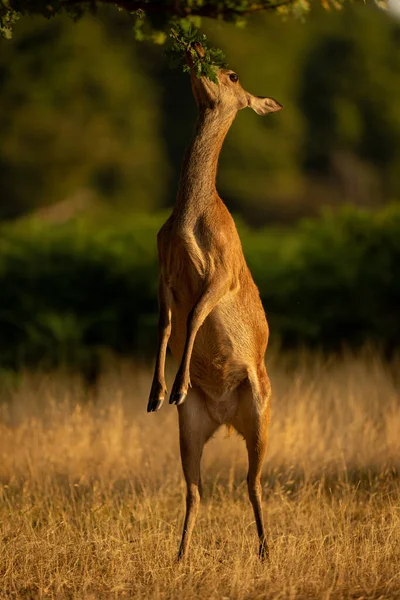Female Red Deer Browsing Hind Legs — Photo