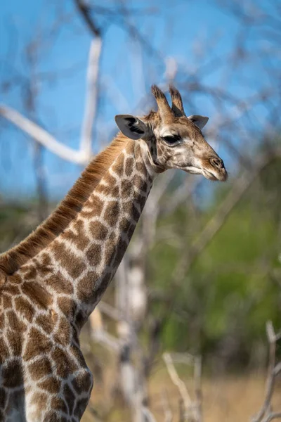 Close Young Southern Giraffe Standing Staring — Stock Photo, Image