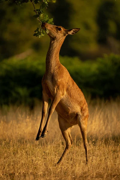 Female Red Deer Browses Hind Legs — Fotografia de Stock