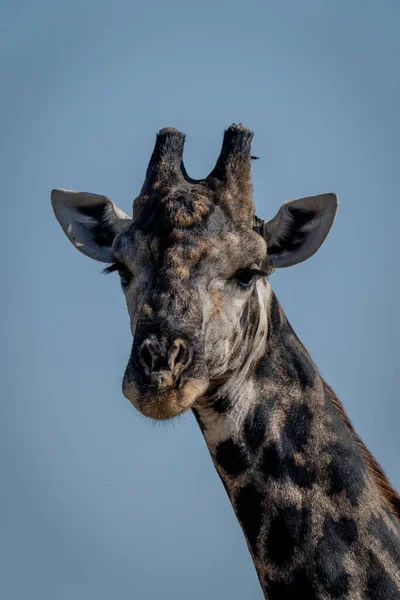 Close Southern Giraffe Blue Sky — Foto Stock