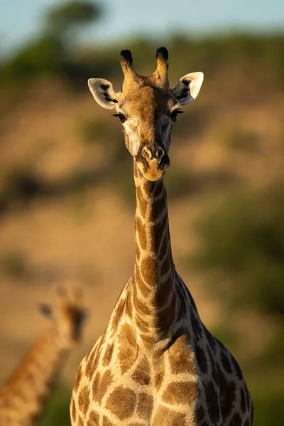 Close Southern Giraffe Watched Another — Stock Fotó